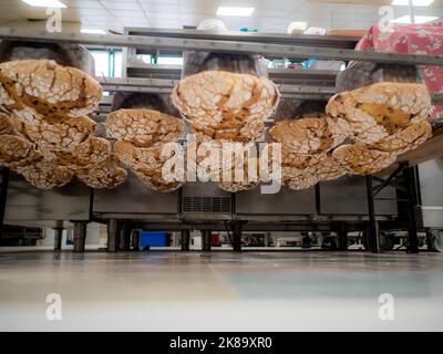 panettone cooking secrets concept hanging up down in the kitchen Stock Photo