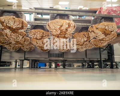 panettone cooking secrets concept hanging up down in the kitchen Stock Photo