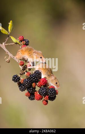 Harvest mouse Micromys minutus, 2 adults standing on bramble stem with blackberries, Suffolk, England, October, controlled conditions Stock Photo