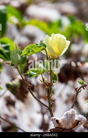 Cotton plant flower on a blurred background of a field with open bolls. Israel Stock Photo