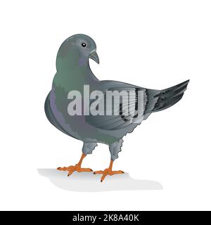 Carrier pigeon domestic breed sports bird vector illustration Stock Vector