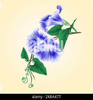 Flower Morning glory  blue  vintage vector illustration Stock Vector