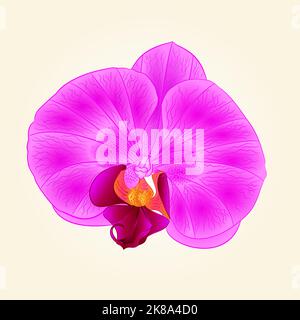 Beautiful purple Orchid flower closeup isolated vintage hand draw vector Stock Vector