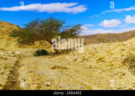 Winter view of desert landscape in the Shkhoret Canyon, with acacia tree, Massive Eilat Nature Reserve, southern Israel Stock Photo