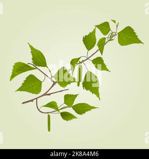 Birch twig with catkins natural background vintage hand draw vector illustration Stock Vector