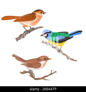 Singing birds on branches warbler titmouse sparrow vintage hand draw set one vector  animals illustration for design Stock Vector