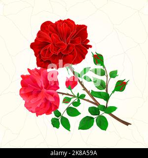 Bouquet of red  and pink roses and rosebuds festive background cracks vintage vector botanical illustration hand draw Stock Vector