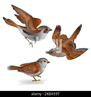 Little birds cub sparrow  passer domesticus vintage set fifth vector animals illustration hand draw Stock Vector