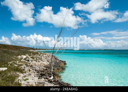 The scenic view of a rocky coastline with a dry tree on Half Moon Cay uninhabited island (Bahamas). Stock Photo