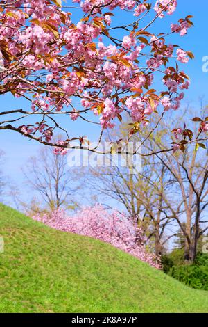 Sakura around Fliegeberg hill in Liliental park, South Berlin. Pink sakura twigs with flowers in front of hill covered with green grass. Famous place Stock Photo