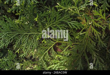 view from above on Thuja green branches Stock Photo