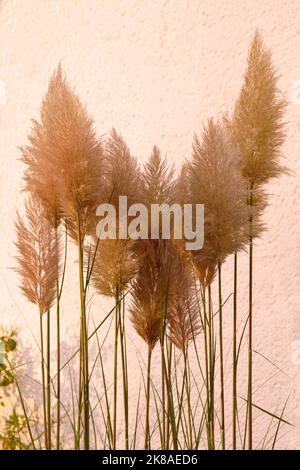 Pampasgras im Garten Stock Photo Alamy