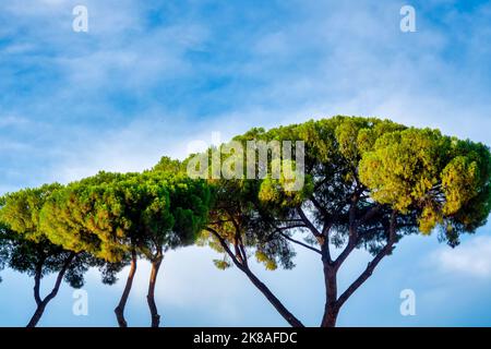 Close-up of the crown of an Italian stone pine Stock Photo