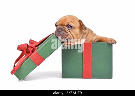 Red fawn French Bulldog puppy sitting in green Christmas gift box on white background Stock Photo