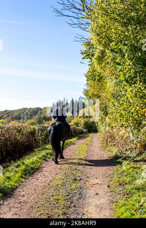 A horsewoman and her horse and Rebel a Friesian breed. First day out. Stock Photo