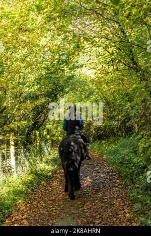 A horsewoman and her horse and Rebel a Friesian breed. First day out. Stock Photo