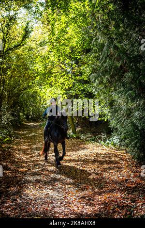 A horsewoman and her horse and Rebel a Friesian breed. First day out. Stock Photo