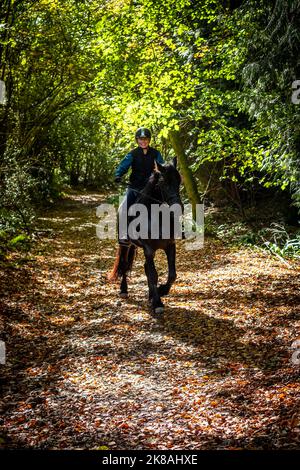 A horsewoman and her horse and Rebel a Friesian breed. First day out. Stock Photo