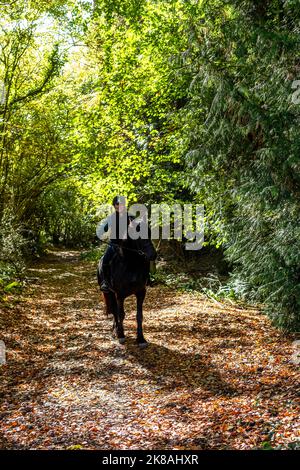 A horsewoman and her horse and Rebel a Friesian breed. First day out. Stock Photo