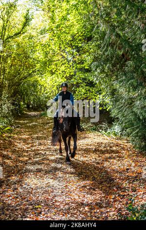 A horsewoman and her horse and Rebel a Friesian breed. First day out. Stock Photo