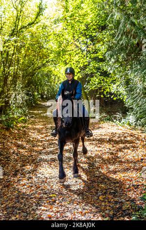 A horsewoman and her horse and Rebel a Friesian breed. First day out. Stock Photo