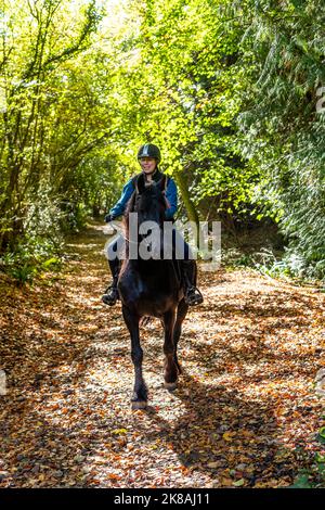 A horsewoman and her horse and Rebel a Friesian breed. First day out. Stock Photo