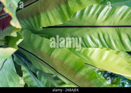 growing colorful asplenium nidus leaves close up view Stock Photo