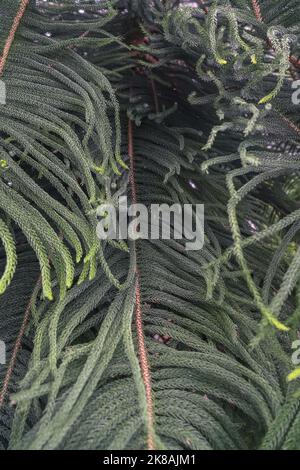 branches and leaves of Araucaria heterophylla Norfolk island pine at close view Stock Photo