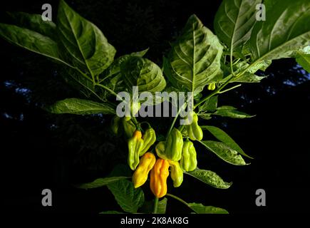 7 Pot Chaguanas Yellow hot chili pepper. Ripe orange and yellow peppers on the plant. Dark background. Stock Photo