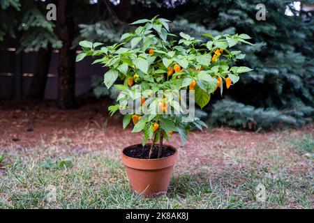 7 Pot Chaguanas Yellow hot chili pepper in a pot. Ripe orange and yellow peppers on the plant. Stock Photo