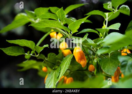 7 Pot Chaguanas Yellow hot chili pepper. Ripe orange and yellow peppers on the plant. Blurry background. Stock Photo