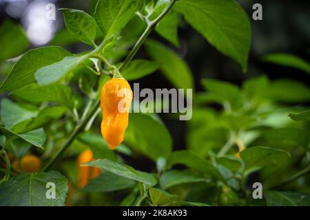 7 Pot Chaguanas Yellow hot chili pepper. Ripe orange and yellow peppers on the plant. Blurry background. Stock Photo