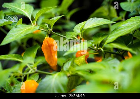 7 Pot Chaguanas Yellow hot chili pepper. Ripe orange and yellow peppers on the plant. Blurry background. Stock Photo