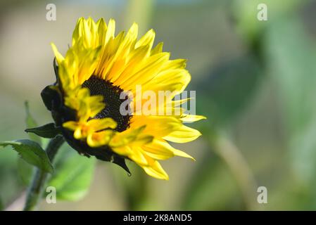 Classic yellow and black sunflower blooming in autumn sun Stock Photo