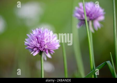 Purple chive flowers growing on a community allotment Stock Photo