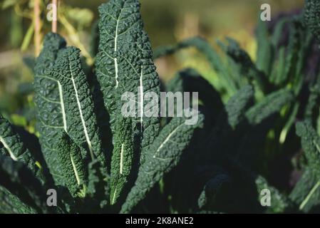 Black Tuscan or Dinosaur kale growing in the sun Stock Photo