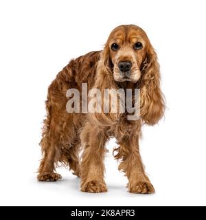 Handsome brown senior Cocker Spaniel dog, standing a bit side ways. Looking towards camera. Isolated on a white background. Stock Photo
