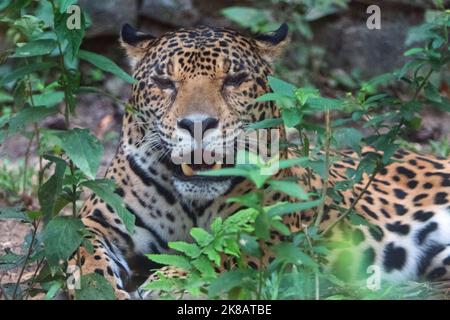 Female jaguar in zoo cage in Chiapas, Mexico. Big cat (Panthera onca ...