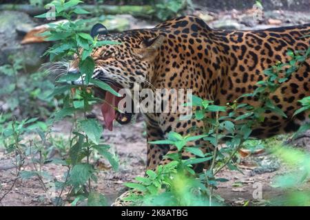 Female jaguar in zoo cage in Chiapas, Mexico. Big cat (Panthera onca) yawning in enclosure Stock Photo