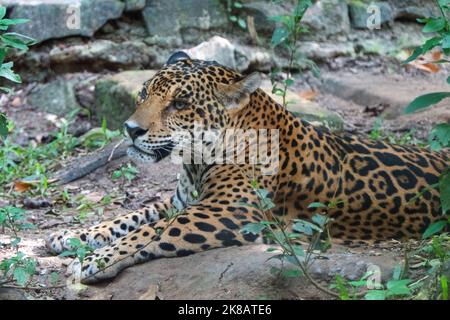 Female jaguar in zoo cage in Chiapas, Mexico. Big cat (Panthera onca) in enclosure Stock Photo