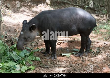The Baird's tapir (Tapirus bairdii), also known as the Central American tapir, in zoo cage in Chiapas, Mexico. Herbivorous mammal eating leaves in enc Stock Photo