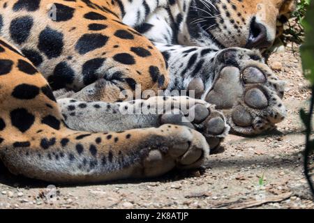 Large male jaguar in zoo cage in Chiapas, Mexico. Big cat (Panthera onca) sleeping in enclosure Stock Photo
