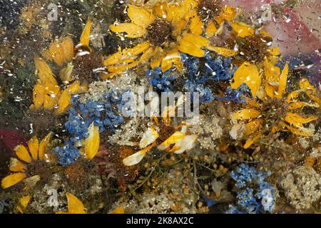 a bouquet of wild blue and yellow flowers dried up behind wet glass as a background, flowers behind glass, floral background Stock Photo
