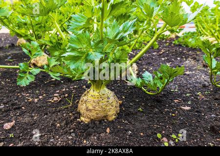 Celeriac Apium graveolens ripe for harvesting, growing in the vegetable patch. Stock Photo