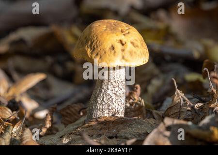 Leccinum scabrum, commonly known as the rough-stemmed bolete Stock Photo