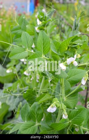 green sprouts of young flowering peas in the garden. Stock Photo