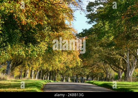 A tree-lines country lane in Norfolk as Autumn arrives and the leaves start turning brown Stock Photo