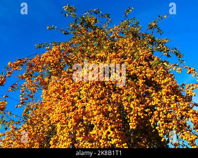 Crab apple ornamental tree with apples in autumn Stock Photo