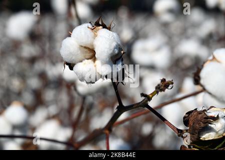 Close up of cotton field in North Carolina Stock Photo