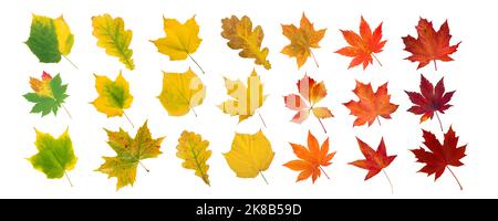 Set of green, yellow, orange and red leaves isolated on white. Autumn colored canada and japanese maple, oak, grape, platan leaves gradient. Transitio Stock Photo